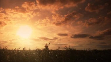 Tarlada gün batımı