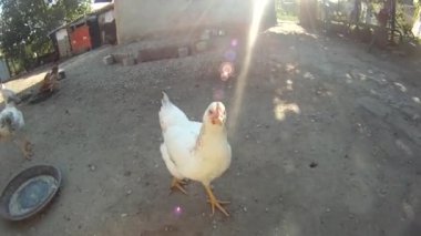 avluda beyaz tavuk