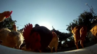 Horoz ve tavuk yemek yakın çekim