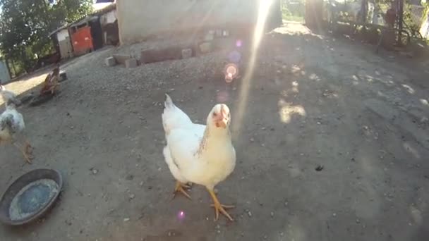 Pollo blanco en el patio — Vídeo de stock