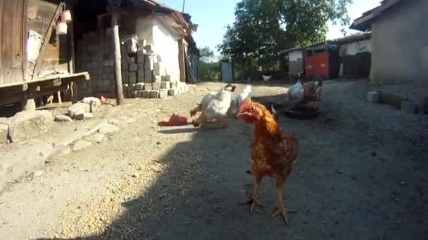 Kippen in de binnenplaats — Stockvideo