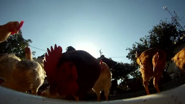 Close-up of rooster and chickens eating — Stock Video