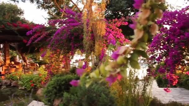 Szálloda gyönyörű kertjében — Stock videók