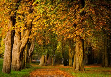 Sonbahar ağaçları arasında yapraklarla kaplı bir yol.