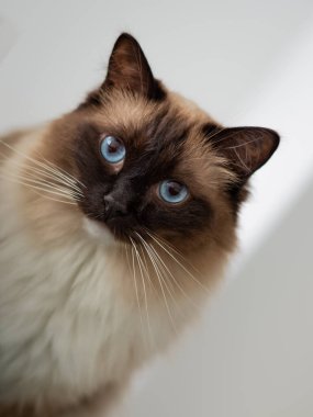 Açık arkaplanda mavi gözlü bir kedinin portresi