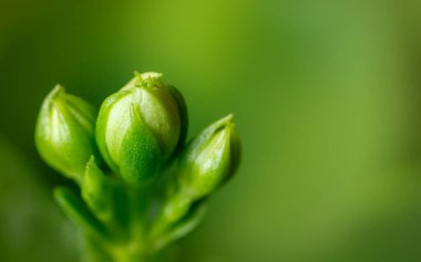 Yeşil arka planda küçük çiçek tomurcukları