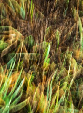 Sarı ve yeşil çimenler rüzgarla hareket ederek soyut bir görüntü oluşturuyor.