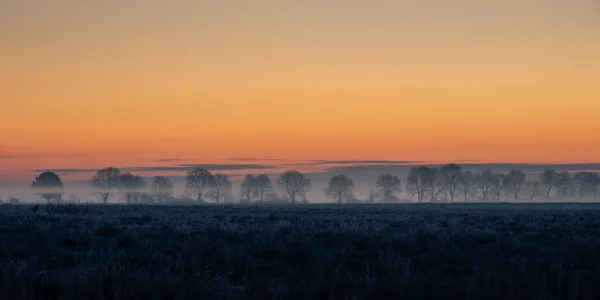 Trees Fog Growing Row Yellow Orange Sky — Fotografia de Stock
