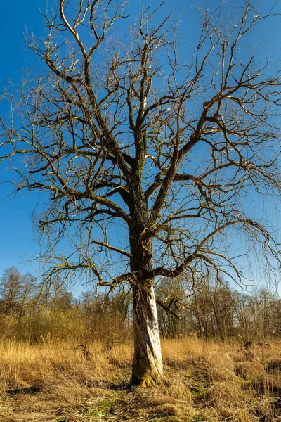 Pie Solo Árbol Viejo Con Ramas Desprovistas Hojas — Foto de Stock