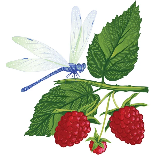 Dragonfly sitting on the raspberries. — Stock Vector
