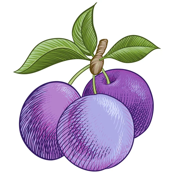 Ripe plum — Stock Vector