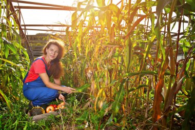 Mavi tulumlu bir kadın bahçede sebze topluyor. Tahta bir kutuda soğan, kabak, ayçiçeği, domates ve mısır..
