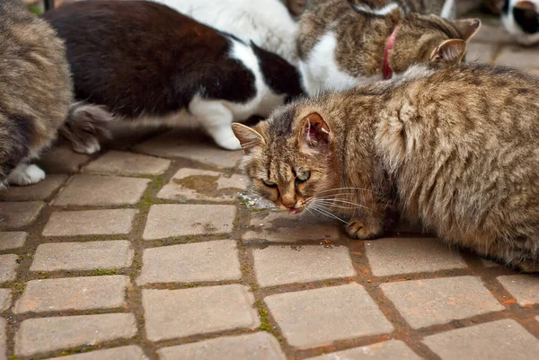 野良猫の群れがアスファルトから食べる 野良猫がたくさんいます 多色の猫は食べ物を食べる — ストック写真