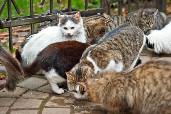 Bando Gatos Vadios Come Asfalto Muitos Gatos Vadios Fecham Gatos — Fotografia de Stock