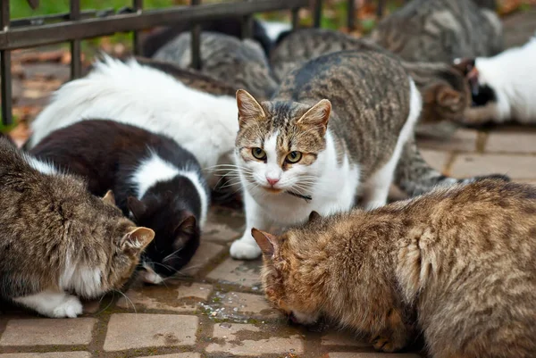 野良猫の群れがアスファルトから食べる 野良猫がたくさんいます 多色の猫は食べ物を食べる — ストック写真