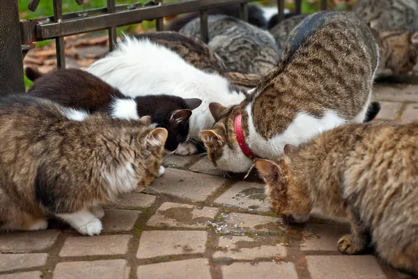 野良猫の群れがアスファルトから食べる 野良猫がたくさんいます 多色の猫は食べ物を食べる — ストック写真