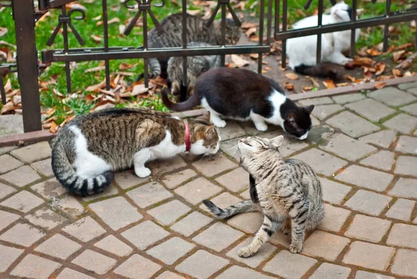 野良猫の群れがアスファルトから食べる 野良猫がたくさんいます 多色の猫は食べ物を食べる 灰色の猫は彼の頭を傷つける — ストック写真