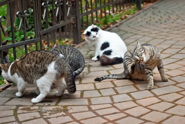Асфальту Їдає Зграя Бездомних Котів Багато Бездомних Котів Закриваються Багатобарвні — стокове фото