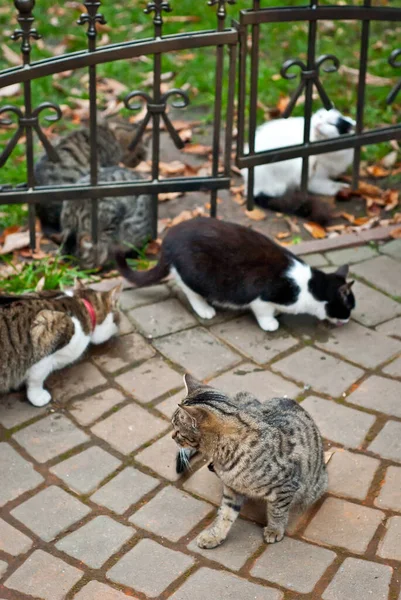 野良猫の群れがアスファルトから食べる 野良猫がたくさんいます 多色の猫は食べ物を食べる — ストック写真