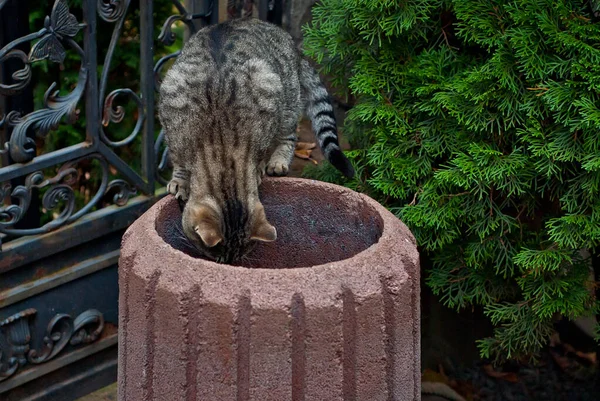 Evsiz Bir Kedi Çöpe Bakar Gri Sokak Kedisi Yiyecek Arıyor — Stok fotoğraf
