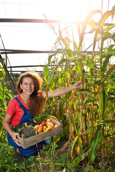Жінка Блакитному Комбінезоні Збирає Овочі Саду Цибуля Кабачки Соняшники Помідори — стокове фото