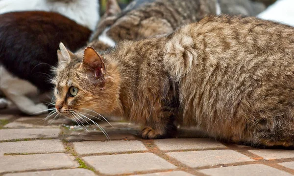 Grupo Gatos Callejeros Come Del Asfalto Muchos Gatos Callejeros Acercan —  Fotos de Stock