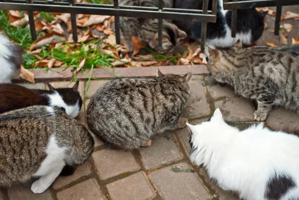 野良猫の群れがアスファルトから食べる 野良猫がたくさんいます 多色の猫は食べ物を食べる — ストック写真