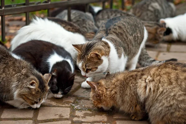 野良猫の群れがアスファルトから食べる 野良猫がたくさんいます 多色の猫は食べ物を食べる — ストック写真