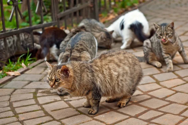 Bando Gatos Vadios Come Asfalto Muitos Gatos Vadios Fecham Gatos — Fotografia de Stock