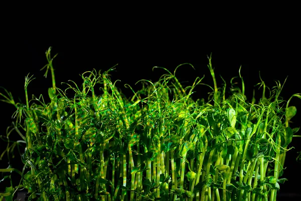 Νεαρά Φύτρα Μπιζελιού Κοντά Πράσινα Βλαστάρια Σπόρων Φύτρο Πυροβολεί Μαύρο — Φωτογραφία Αρχείου