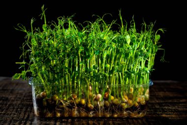 Taze bezelye filizleri yakın. Plastik bir kabın içinde filizlenmiş tahıl filizleri. Siyah arka planda çekim yapıyor. Sanatsal bir efekt olarak dramatik ışık karşıtlığı.