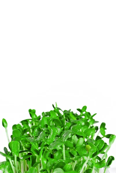 Young Sunflower Sprouts Close Green Shoots Sprouted Grains Sprouts Isolated — Stock Photo, Image
