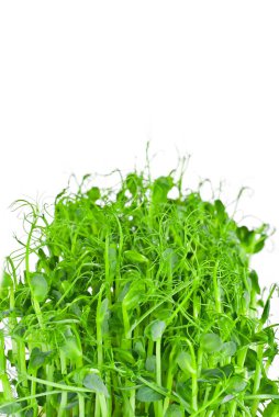 Taze bezelye filizleri yakın. Yeşil filizlenmiş tahıllar. Beyaz arkaplanda yalıtılmış filizler.