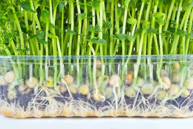 Young pea sprouts close up. Green sprigs of sprouted grains. Sprouts in a plastic container isolated on a white background. clipart