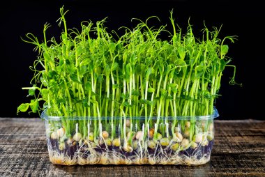 Taze bezelye filizleri yakın. Plastik bir kabın içinde filizlenmiş tahıl filizleri. Siyah arka planda çekim yapıyor. Sanatsal bir efekt olarak dramatik ışık karşıtlığı.