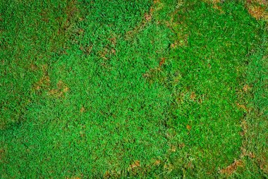 Yeşil dekoratif yosun dokusu. İç tasarım için doğal yosun.