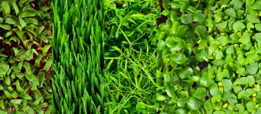 Microgreen of wheat, peas, sunflowers, amaranth, beets and basil close up. Texture of green stems and leaves. Different types of sprouts. clipart