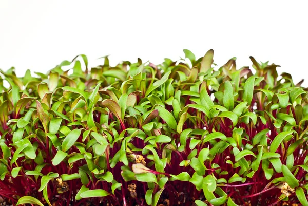 Beet microgreen on a white background. Texture of green leaves close up.