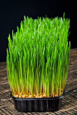 Siyah arka planda buğday yeşili. Yeşilin dokusu ahşap bir tahtaya yakın..