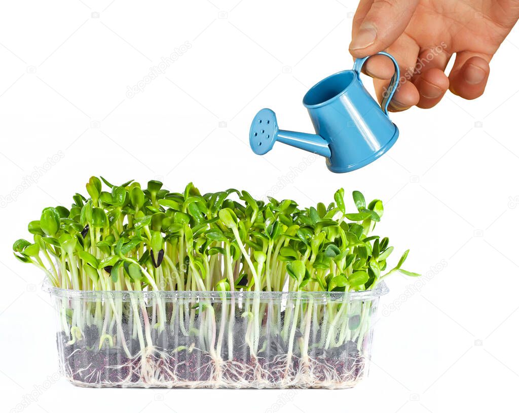 Young sunflower sprouts close up. Green sprigs of sprouted grains. Sprouts in a plastic container isolated on a white background. Small watering can in male hands close up.