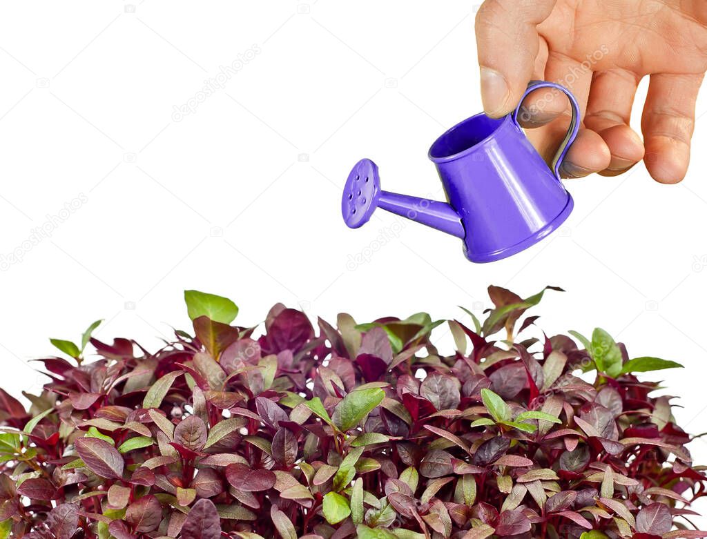 Amaranth microgreen isolated on a white background. Texture of red leaves close up. Small watering can in male hands close up.