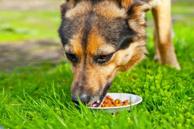 Evsiz bir köpek tabaktan yemek yer. Yeşil çimenli arka planda avlu siyah köpeği. Serseri köpek. Yaklaş..