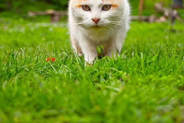 Rote Obdachlose Katze Aus Nächster Nähe Schmutzige Verlassene Katze Auf — Stockfoto