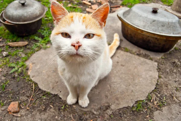 赤いホームレスの猫が閉じます 路上で汚い捨て猫 — ストック写真