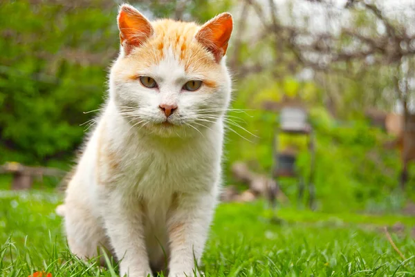 Kızıl Evsiz Kedi Yaklaş Yeşil Çimlerin Üzerinde Kirli Terk Edilmiş — Stok fotoğraf