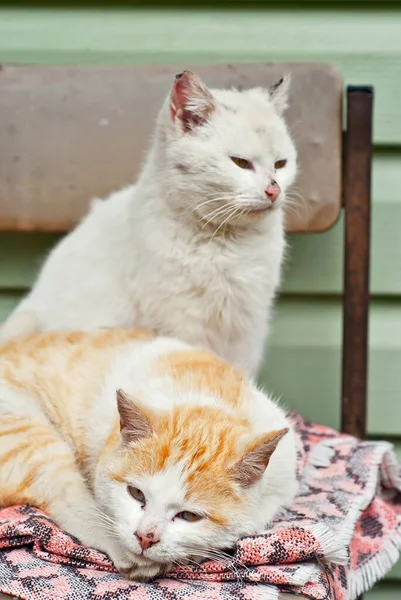 Zwei Streunende Katzen Schlafen Auf Einer Decke Straßenkatzen Hautnah — Stockfoto