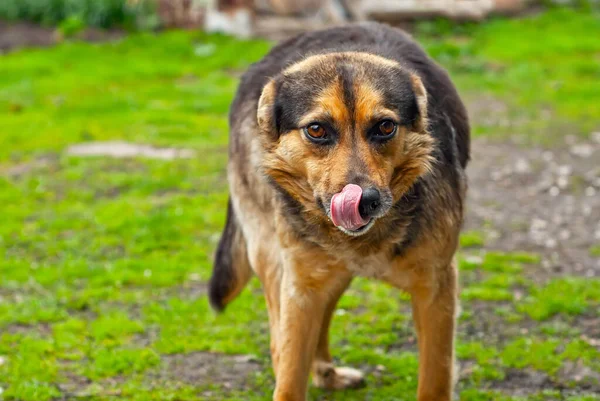 Cane Senzatetto Uno Sfondo Erba Verde Nero Cane Abbandonato Vicino — Foto Stock