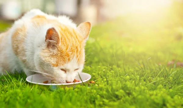 Червоний Кіт Їсть Натуральну Їжу Білої Тарілки Кіт Їсть Траві — стокове фото