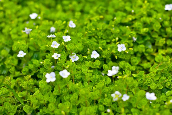 Små Vita Blommor Grönt Gräs Vårblommor Nära Håll Skärpan Blombladen — Stockfoto