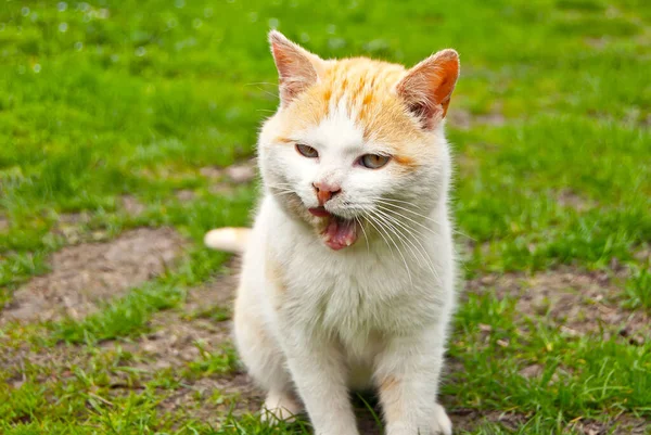 Rote Obdachlose Katze Aus Nächster Nähe Schmutzige Verlassene Katze Auf — Stockfoto